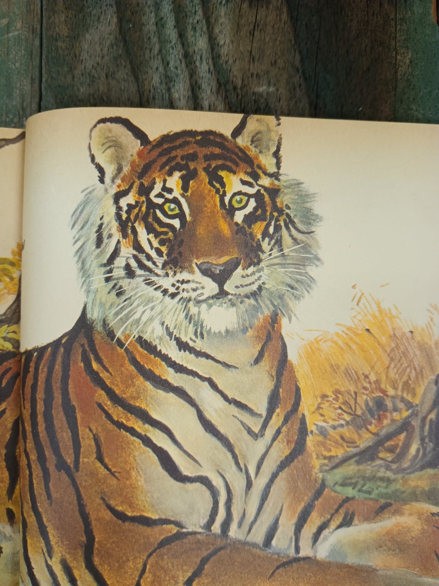 *A Little Golden Book of Wild Animals Vintage 1960's