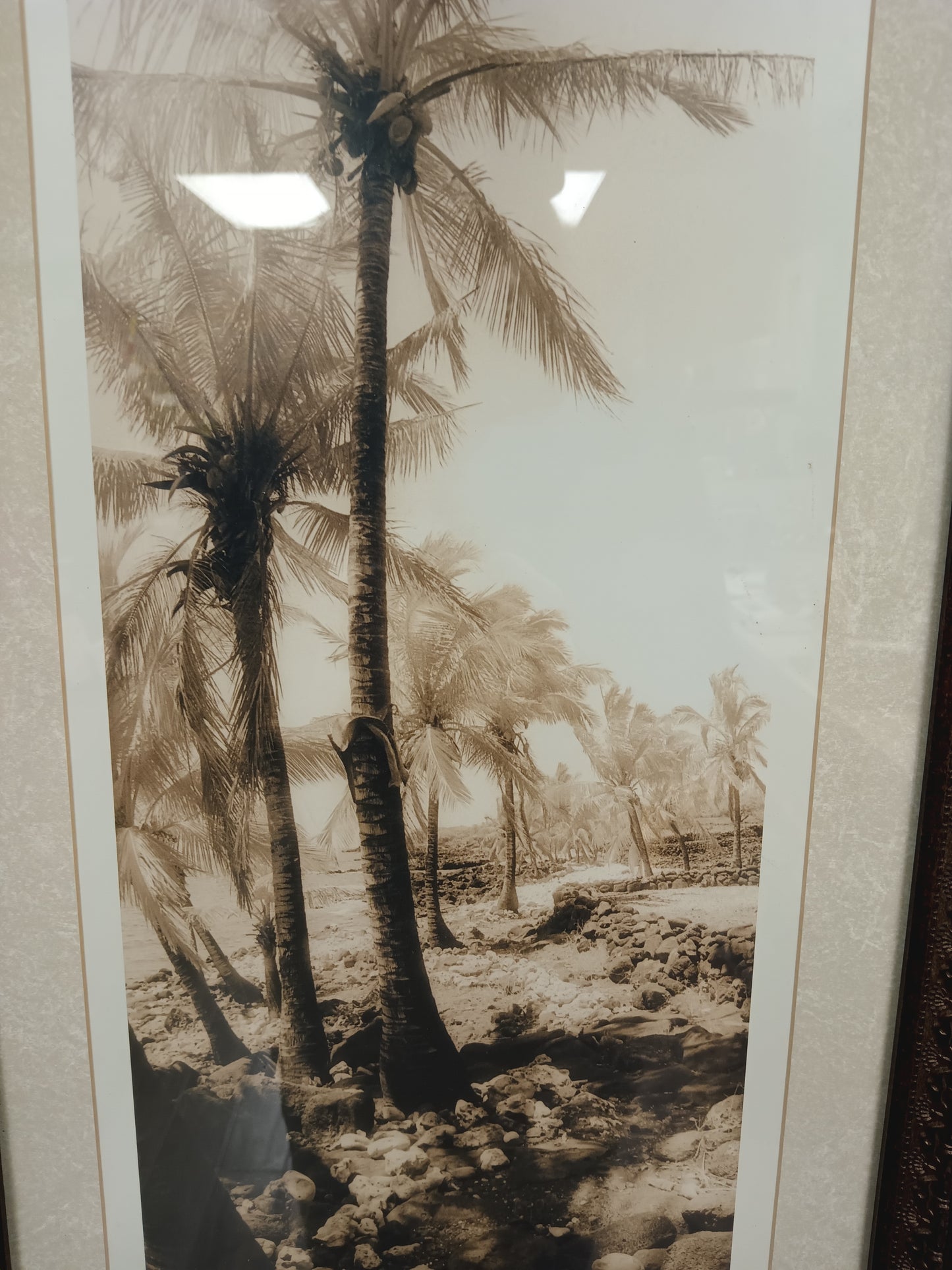 Sepia Tone Palm Tree Photo